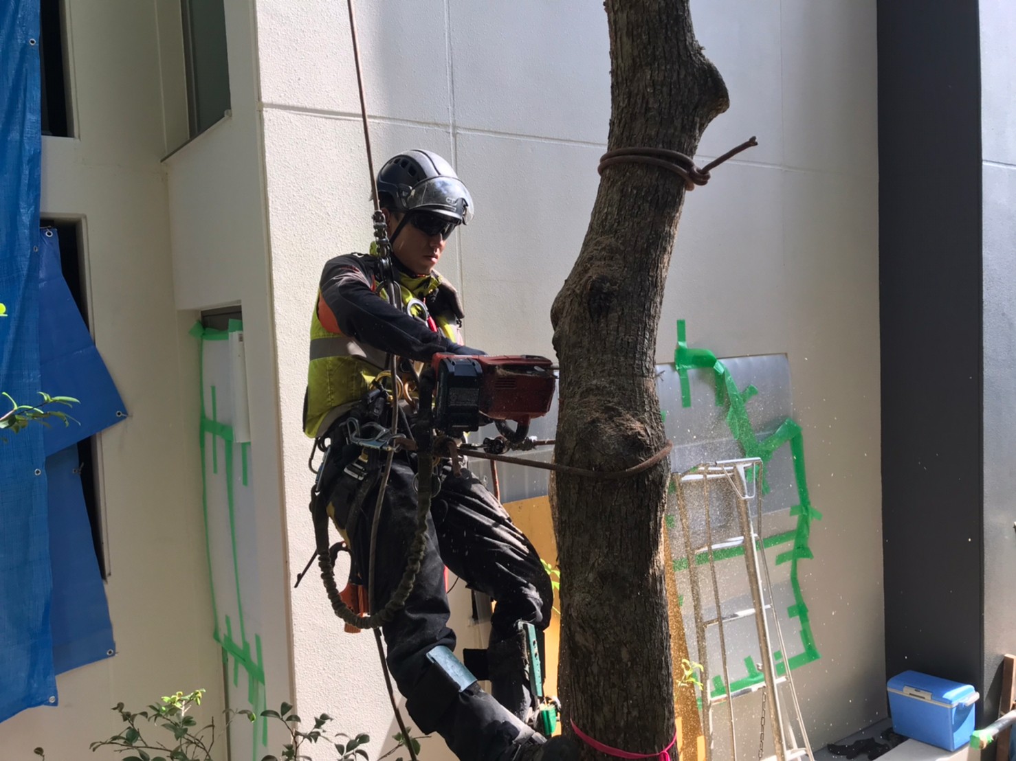 慎重に伐採を進める田嶋。建物側へ幹が流れないようにシステムを組んで作業を行っています。